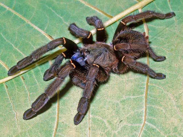 Ephebopus cyanognathus West & Marshall, 2000, female, Roura District, French Guiana