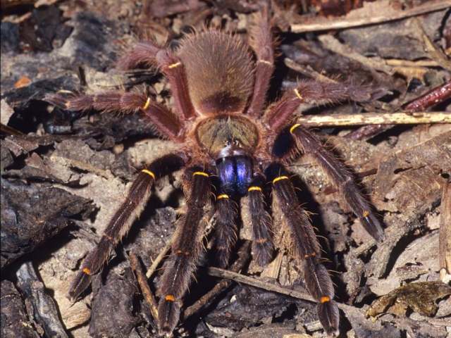 Ephebopus cyanognathus West & Marshall, 2000, juvenile, Roura District, French Guiana