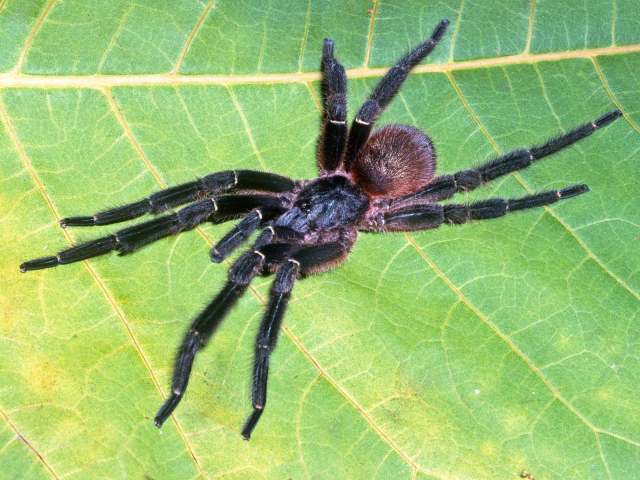Ephebopus cyanognathus West & Marshall, 2000, male, Roura District, French Guiana