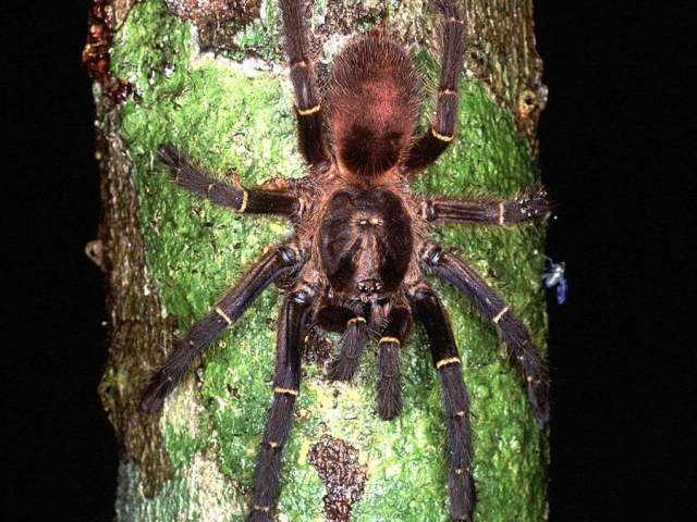 Ephebopus foliatus West, Marshall, Fukushima & Bertani, 2008, female, Guyana. (Photo - M. Kuntner)