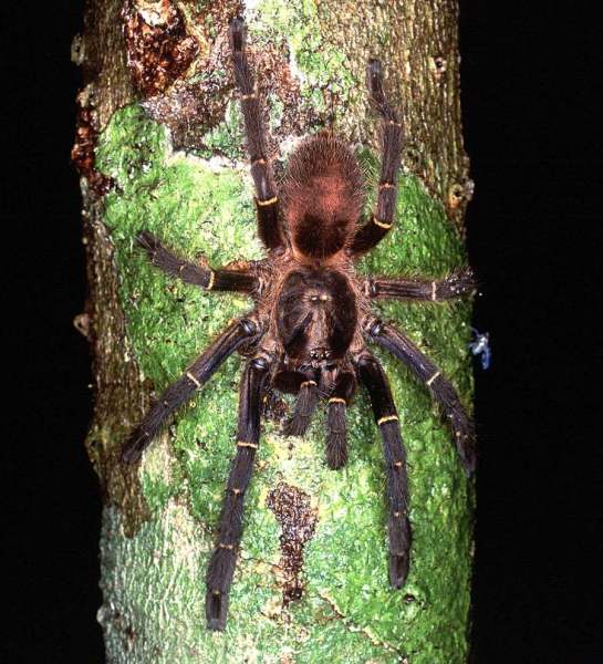 Ephebopus foliatus West, Marshall, Fukushima & Bertani, 2008, female, Guyana. (Photo - M. Kuntner)