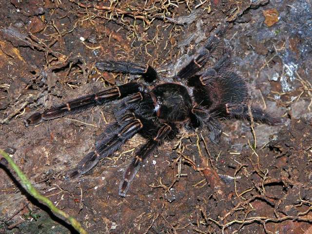 Ephebopus rufescens West & Marshall, 2000, female, Roura District, French Guiana