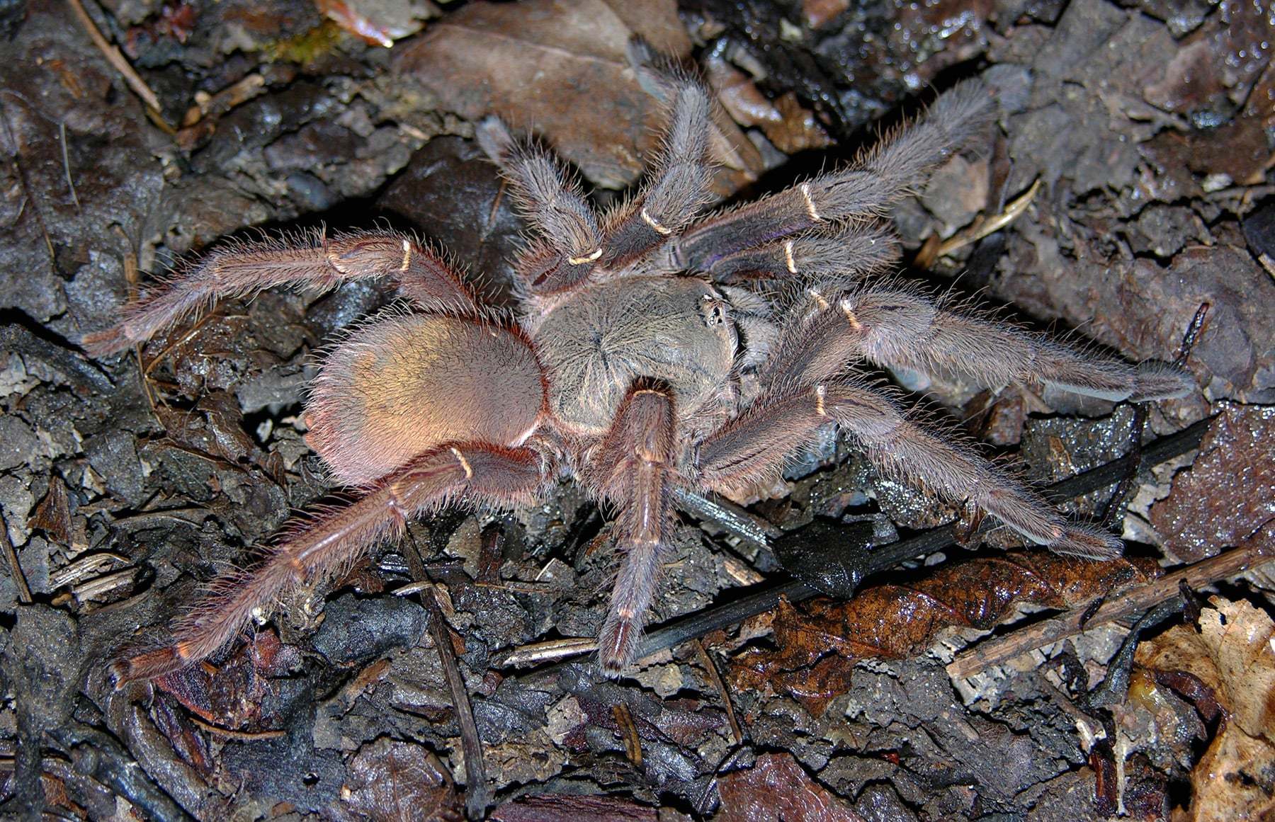 Psalmopoeinae - birdspidersCH