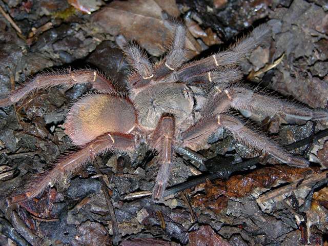 Ephebopus uatuman Lucas, Silva & Bertani, 1992, female, Amazonas State, Brazil