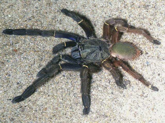 Ephebopus uatuman Lucas, Silva & Bertani 1992, female (post molt, note blue prolateral femur I), Brazil