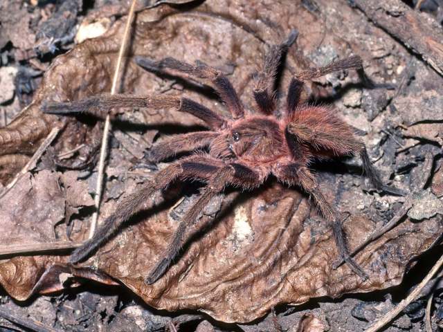 Ephebopus uatuman Lucas, Silva & Bertani, 1992, male, Amazonas State, Brazil