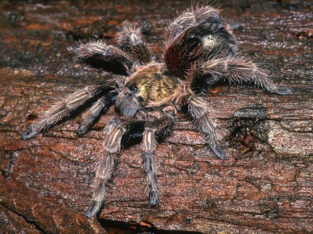 Euathlus manicata (Simon, 1892), female, Chile