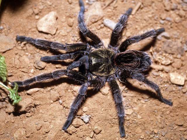 Euathlus manicata (Simon, 1892), female (dark morph), Santiago, Chile