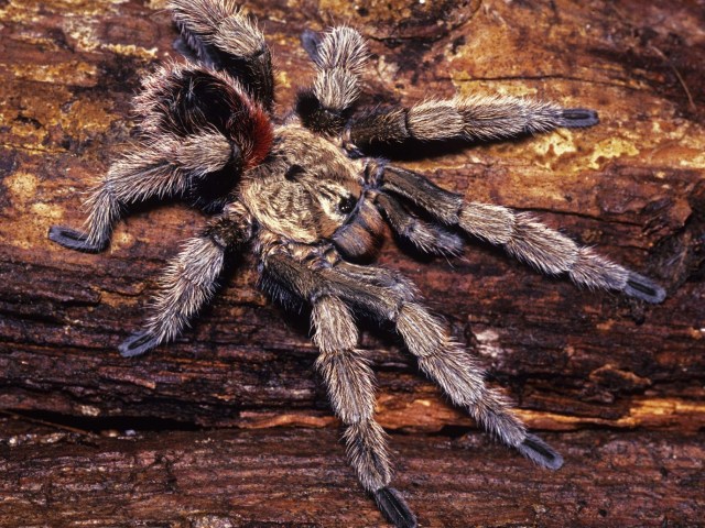Euathlus manicata (Simon, 1892), male, Chile