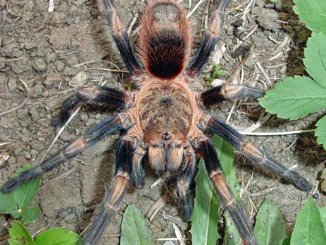 Euathlus sp.1, female (undescribed), Peru. Photo - M. Gamache)