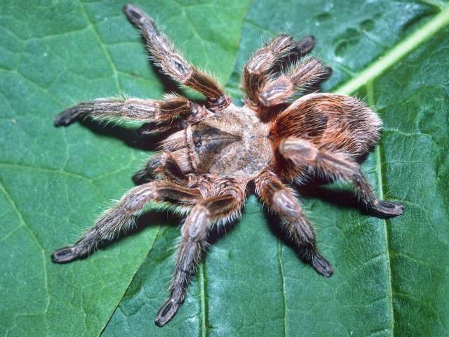 Euathlus sp.2, female, Farellones, Chile