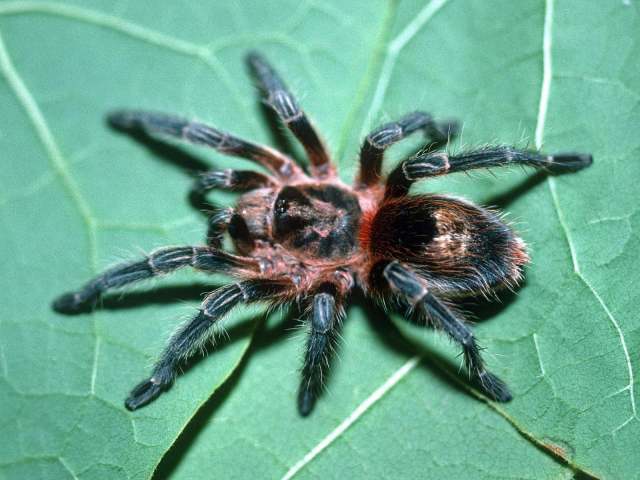 Euathlus sp.3, female, Chile