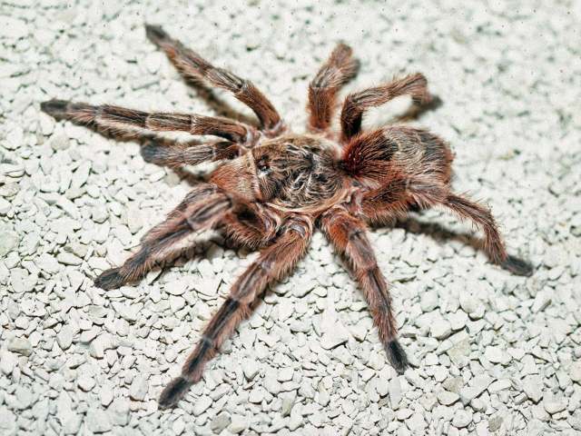Euathlus sp.4, female, Valparaiso, Chile