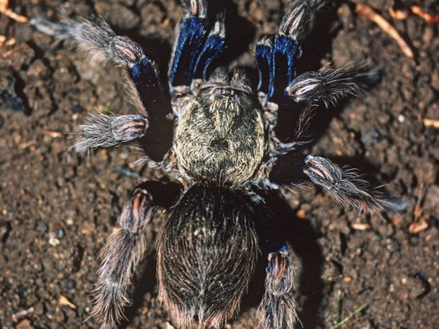 Euathlus truculentus L. Koch, 1875, female, w. of Santiago, Chile