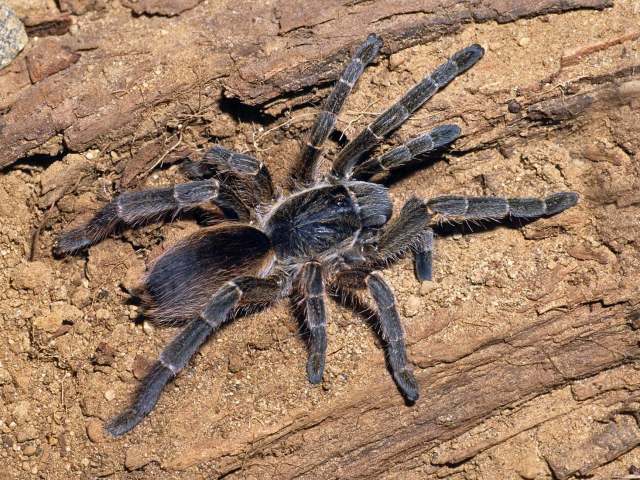 Eucratoscelus constrictus (GerstÑcker, 1873), female, Kenya, East Africa