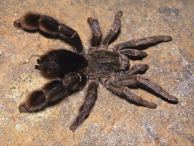 Eucratoscelus pachypus Schmidt & von Wirth, 1990, female, Tanzania, East Africa