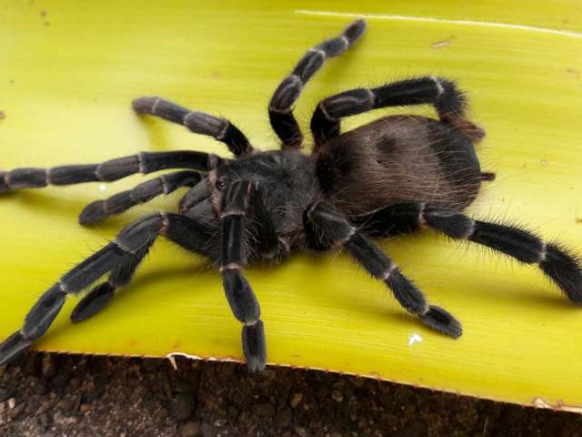 Eupalaestrus spinosissimus Mello-Leit∆o 1923, female [post-molt], Brazil (Photo - V. Ghirotto)