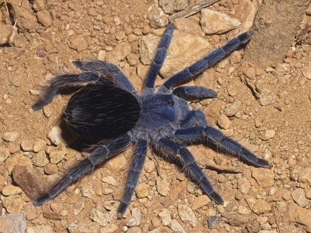 Eupalaestrus weijenberghi (Thorell 1894), female (post-molt), Argentina
