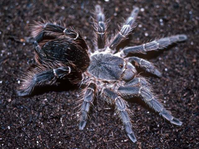 Eupalaestrus weijenberghi (Thorell, 1894), female (pre-molt), Misiones Province, Argentina