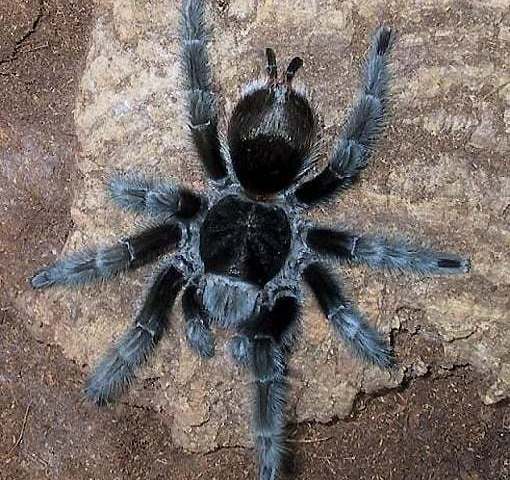 Grammostola actaeon (Pocock 1903), female, Brazil. (Photo - R. Olsen)
