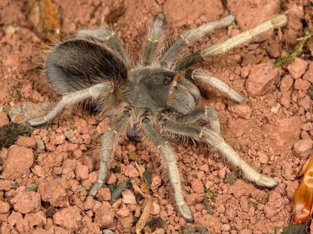 Grammostola andreleetzi Vol, 2008 , female, Uruguay. (Photo -  F. Vol)