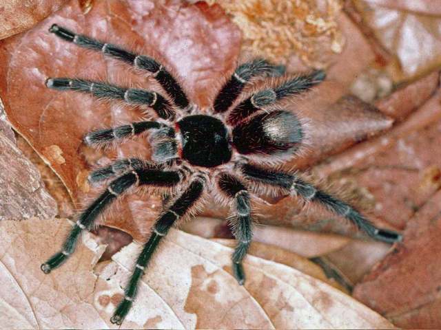 Grammostola andreleetzi Vol, 2008, male, Uruguay. (Photo - F. Vol)