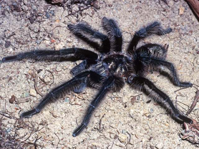 Grammostola chalcothrix Chamberlin, 1917, male, C¢rdoba Province, Argentina
