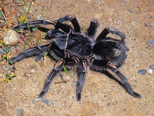 Grammostola grossa (Ausserer, 1871), female, Misiones Province, Argentina