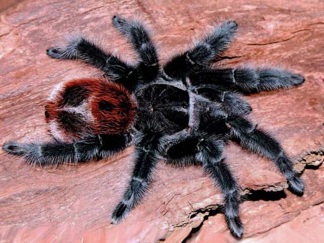 Grammostola iheringi (Keyserling 1891), female, Brazil. (Photo - D. Knafeljc)