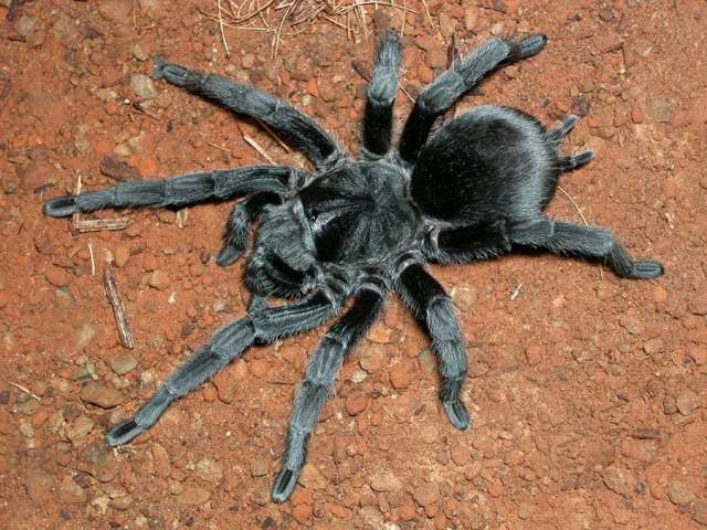 Grammostola pulchra Mello-Leitao 1921, female, Uruguay