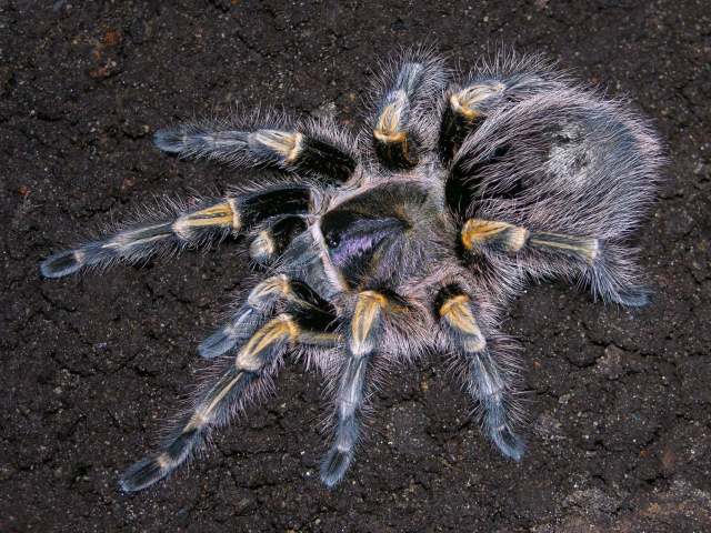 Grammostola pulchripes (Simon 1891) [ formerly G. aureostriata Schmidt & Bullmer, 2001], female, Uruguay