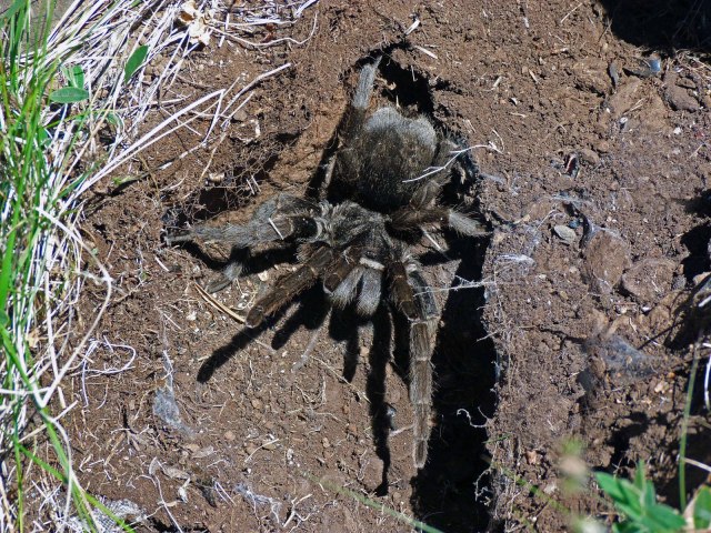 Grammostola quirogai Montes De Oca et al. 2015, female, nr. Tacuaremb¢, Uruguay. (Photo - T. Mason)