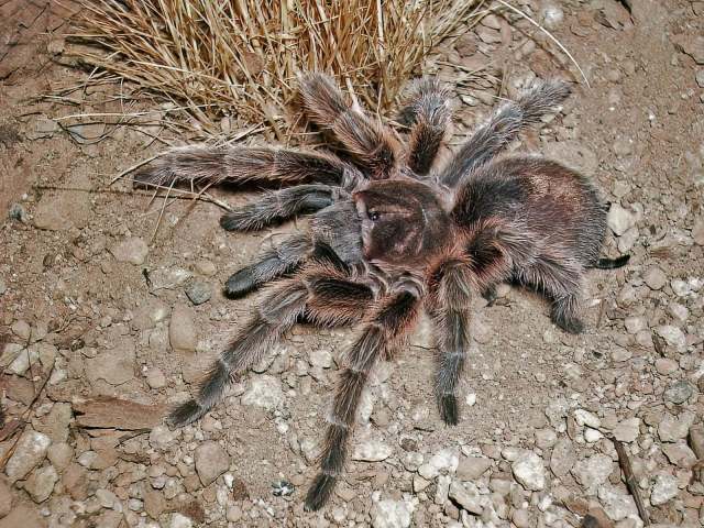 Grammostola rosea (Walckenaer, 1837), female (common color morph), Santiago Province, Chile