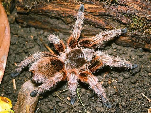 Grammostola rosea (Walckenaer 1837), female (red morph), Chile