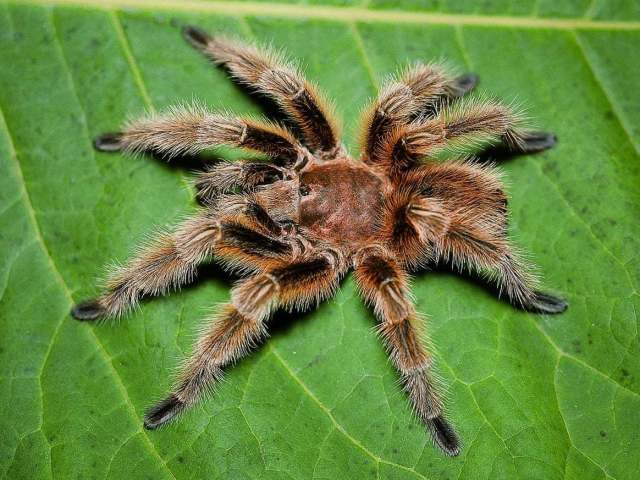 Grammostola rosea (Walckenaer 1837), male (color morph), Chile
