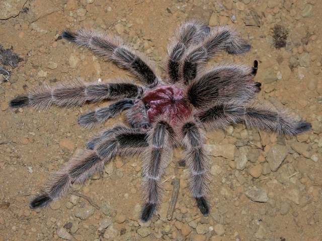 Grammostola rosea (Walckenaer 1837), male (common color morph), Santiago, Chile