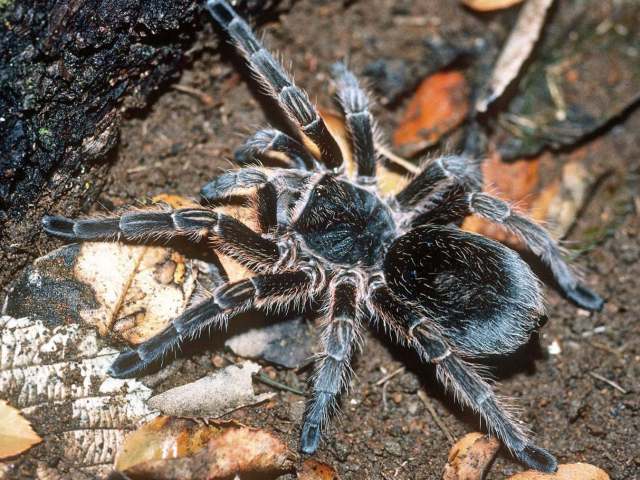 Grammostola sp., female, Misiones Province,  Argentina