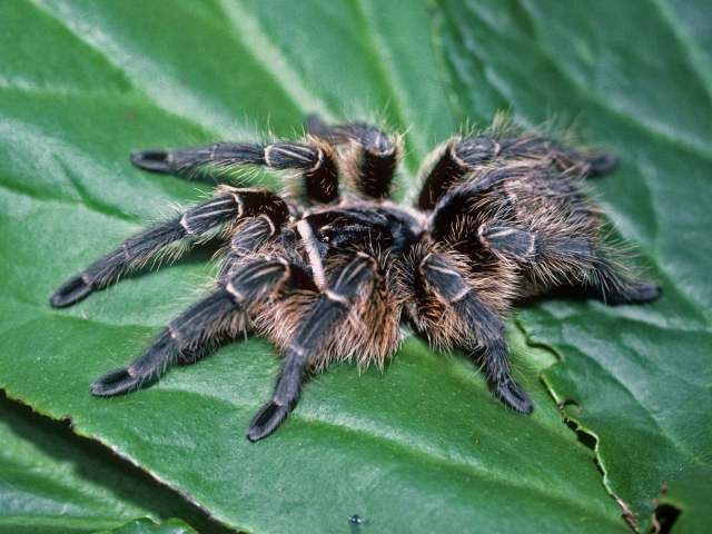 Grammostola vachoni Schiapelli & Gerschman 1961, female, Argentina
