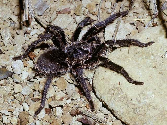 Grammostola vachoni Schiapelli & Gerschman 1961, male, Argentina