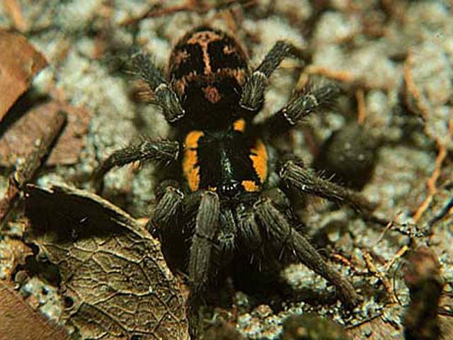 Hapalopus butantan (Perez-Miles 1998), female, n. Brazil. (Photo - P. Zani)