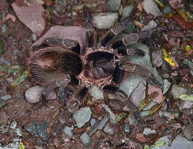 Hapalotremus martinorum Pavallo & Ferretti, 2014, female, Salta Province, Argentina. (Photo - P. Cavallo) Hapalotremus martinorum Pavallo & Ferretti, 2014, female, Salta Province, Argentina. (Photo - P. Cavallo)