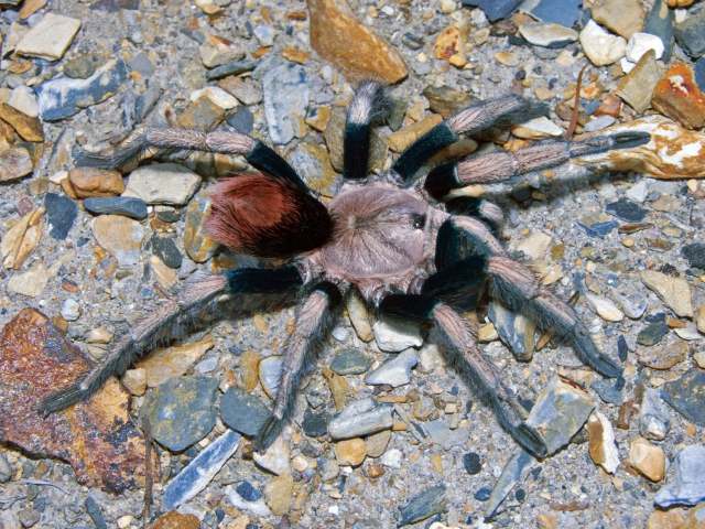 Hapalotremus sp. nov., female, Peru