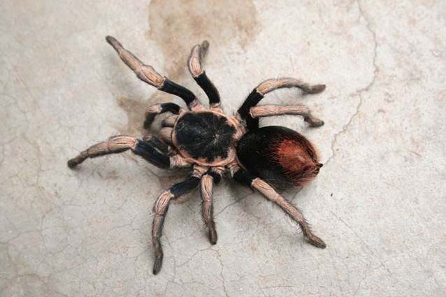 Hapalotremus vilcanota Ferretti, Cavalllo, Chaparro, R°os-Tamayo, Seimon & West, 2018, female, Peru. (Photo - J. Allen) Hapalotremus vilcanota Ferretti, Cavalllo, Chaparro, R°os-Tamayo, Seimon & West, 2018, female, Peru. (Photo - J. Allen)