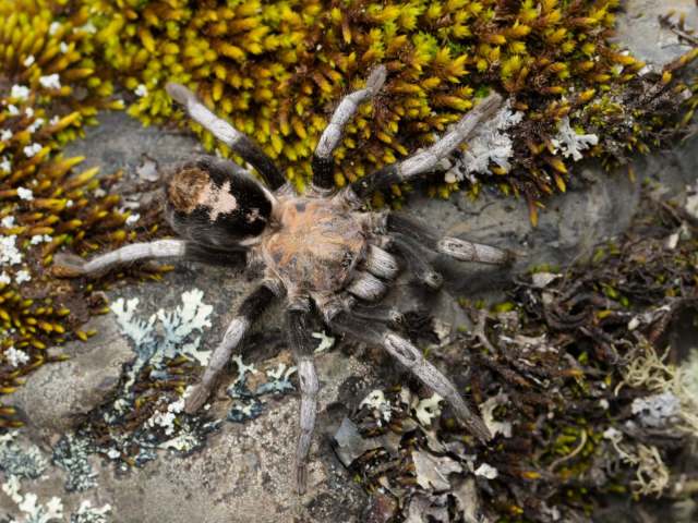 Hapalotremus yuraqchanka Sherwood, Ferretti, Gabriel & West, 2021, female, Bolivia. (Photo - M. Pacheco) Hapalotremus yuraqchanka Sherwood, Ferretti, Gabriel & West, 2021, female, Bolivia. (Photo - M. Pacheco)