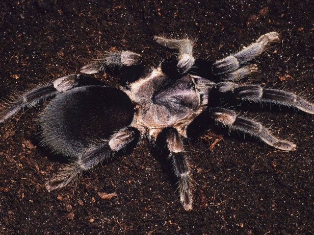 Haplocosmia himalayana (Pocock, 1899), female, N. India & Nepal
