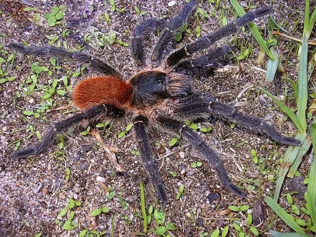 Harpactira chrysogaster Pocock, 1897, male, South Africa. (Photo - N. Larsen) (2)