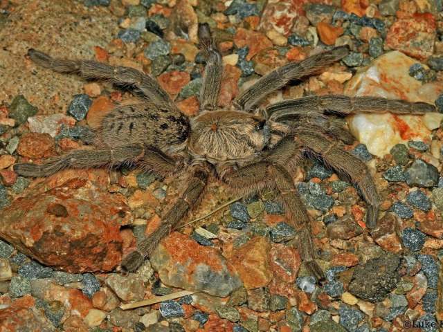 Harpactira dictator Purcell 1902, female, South Africa. (Photo - L. Kemp)