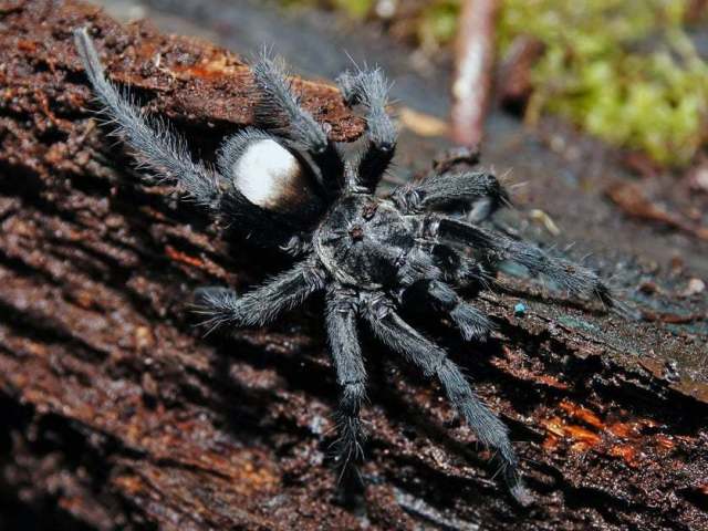 Hemirrhagus franckei Mendoza 2014, male, Oaxaca, Mexico. (Photo - J. Mendoza)