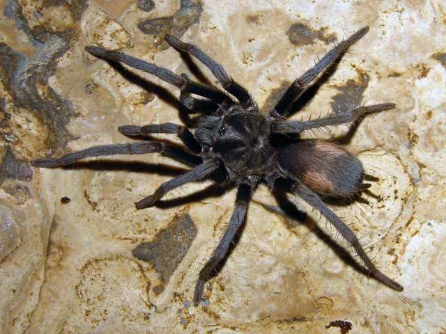 Hemirrhagus ocellatus PÇrez-Miles & Locht 2003, female, Mexico D. F., Mexico. (Photo - J. Mendoza)