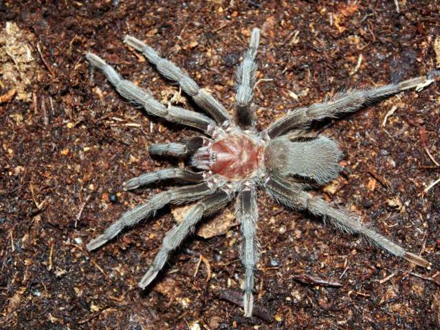 Hemirrhagus sp., female, Hidalgo State, Mexico. (Photo -J. Mendoza)